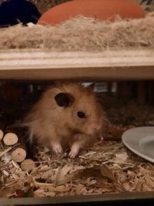 Hamstergehege Nagarium